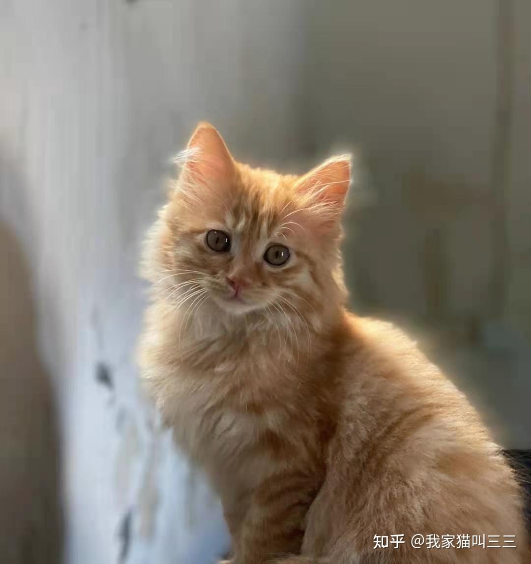 这是他的小时候可能出现返祖了生出来他这个长毛橘猫他妈妈是短毛橘猫