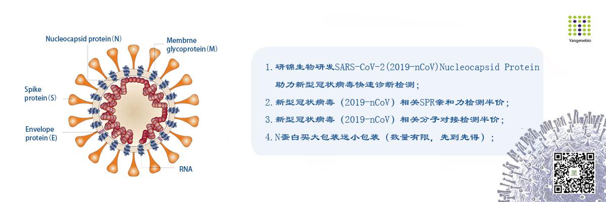 新型冠状病毒sars-cov-2 (2019-ncov)抗原试剂及spr,分子对接服务