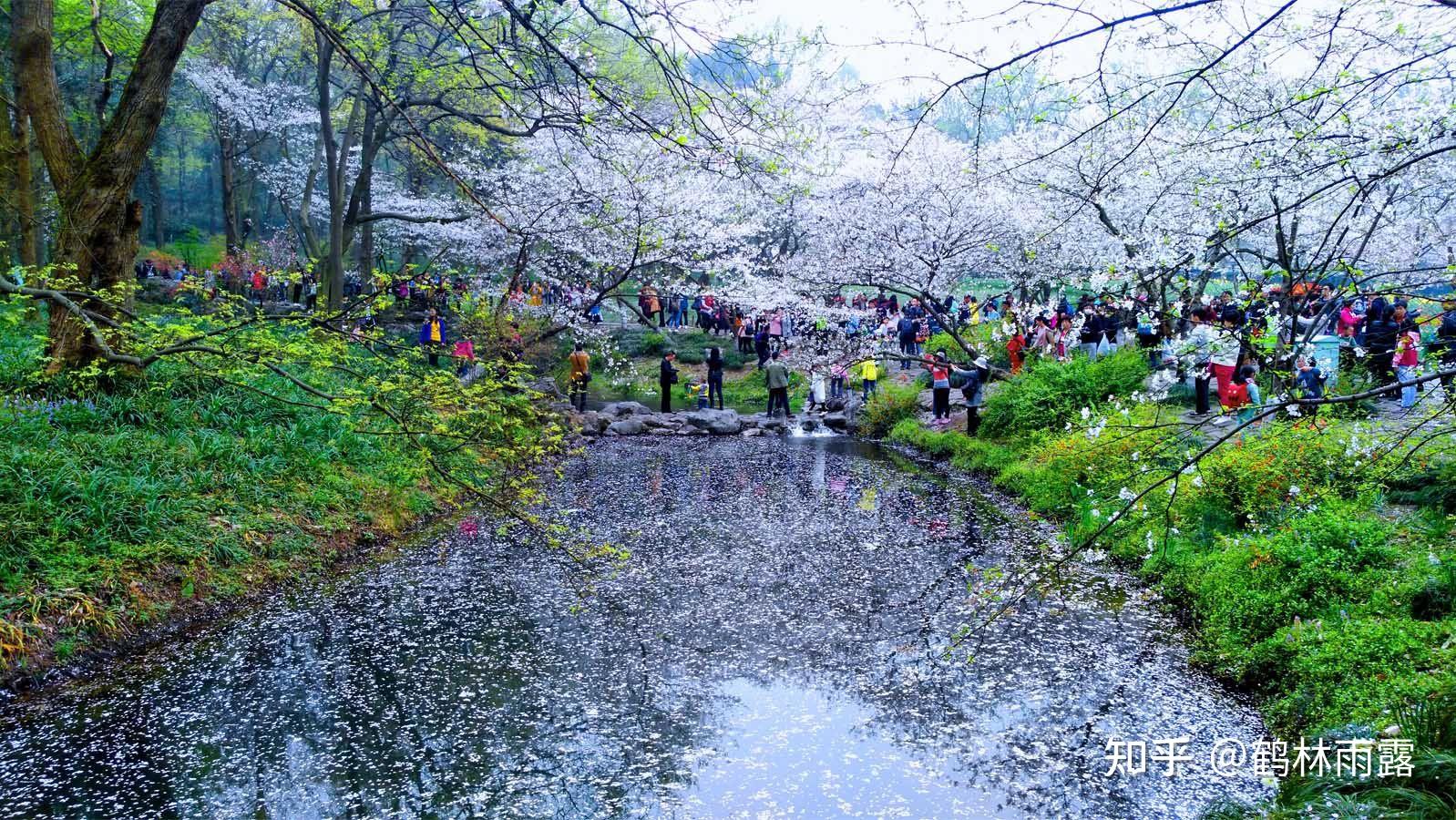 江南最美的樱花郁金香圣地杭州太子湾公园