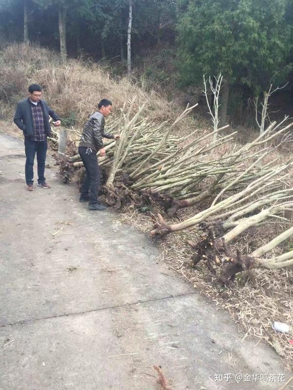 油茶树嫁接茶花茶梅各地