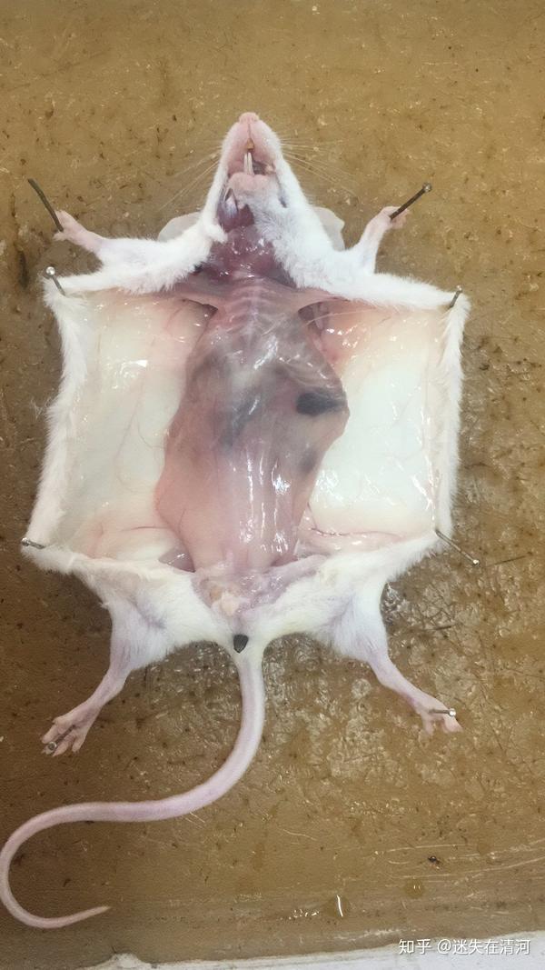 通常是对着解剖到一半的老鼠吃饭,其实也感觉不到什么,只是福尔马林的