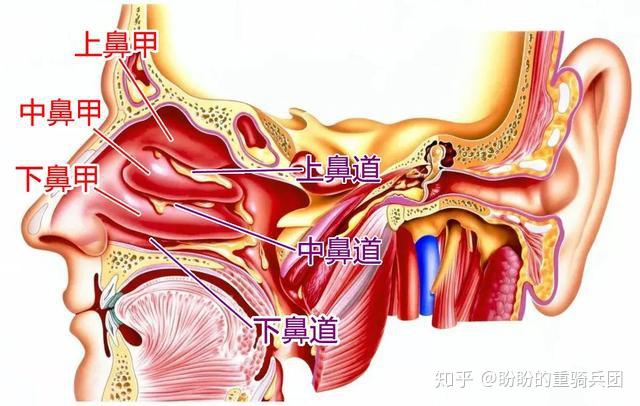 共三个,分别为上,中,下鼻甲,三个鼻甲将鼻腔隔为三个鼻道,分别为上,中