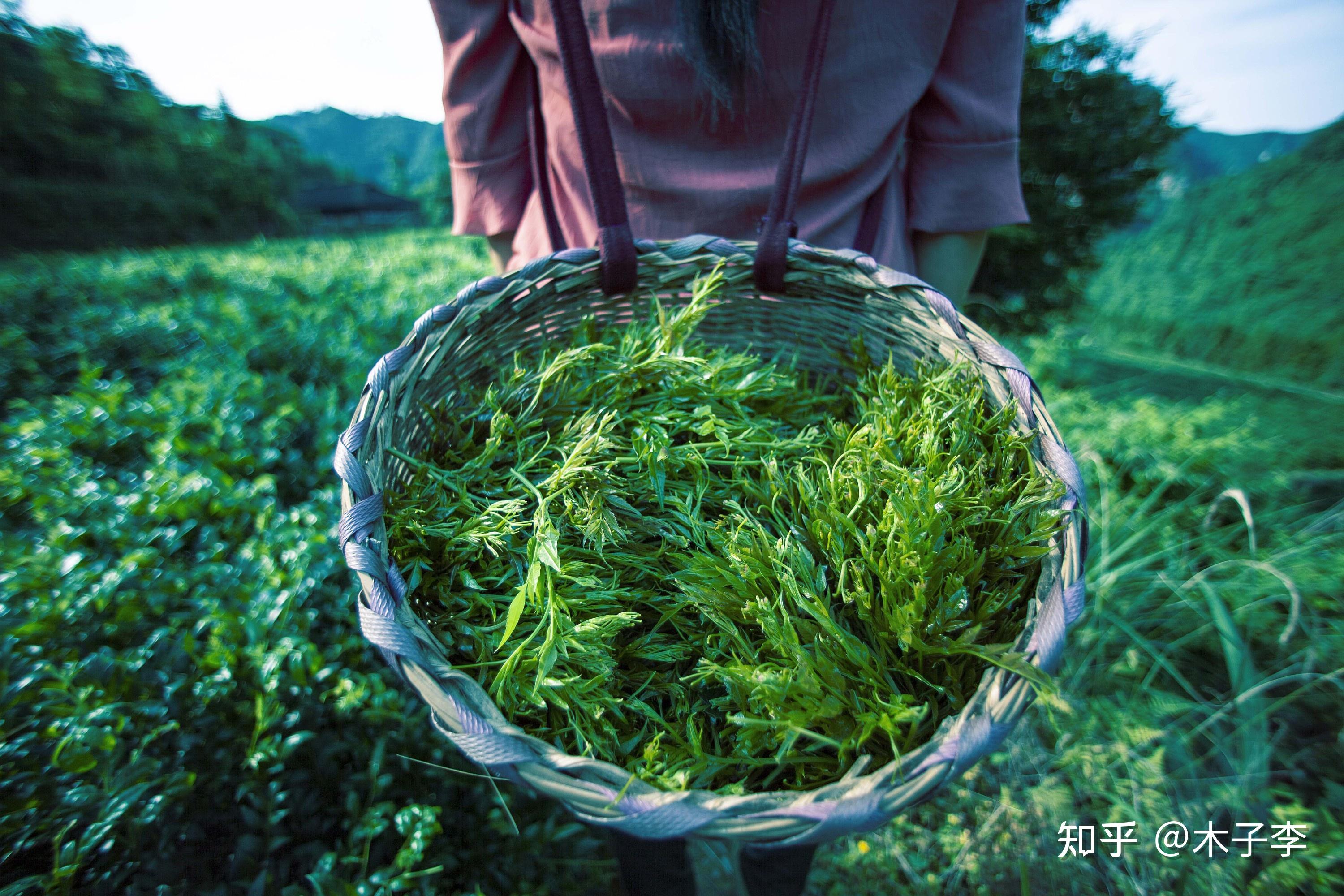 张家界野生莓茶的功效莓茶百科