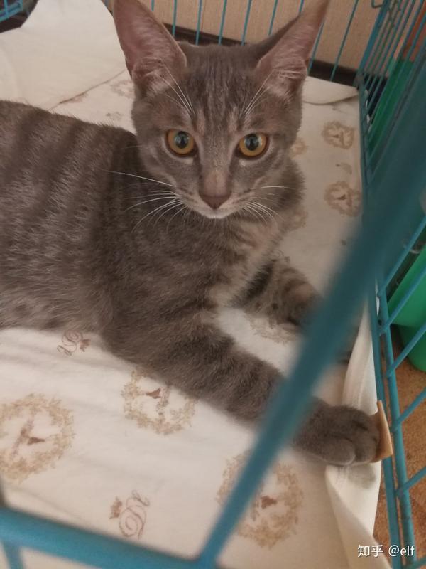 养一只灰色土猫(不是狸花猫)是一种什么样的体验?