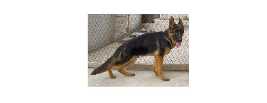 德牧幼犬多少钱一只德牧犬价格