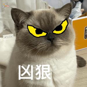 138张特别可爱猫猫的动态图或表情包