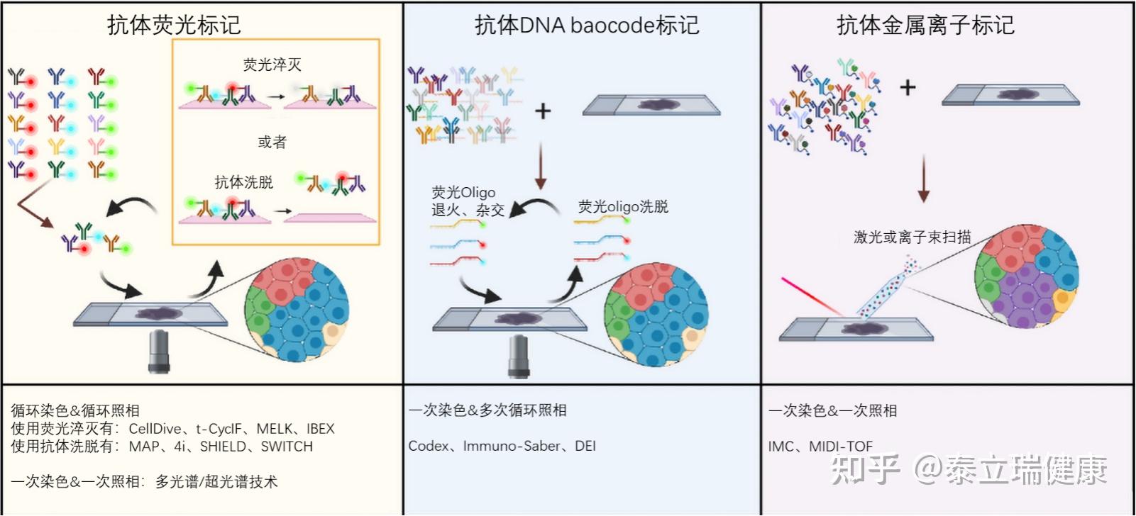 多重免疫荧光多重免疫组化及肿瘤微环境系列1