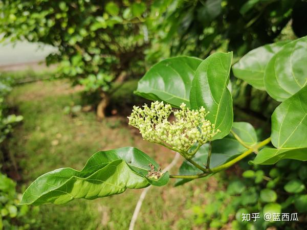 聚伞花序在枝顶组成伞房状.