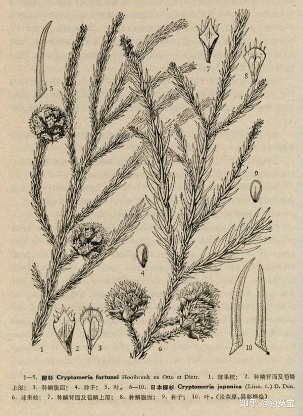 科学绘画裸子植物的家族成员之杉科