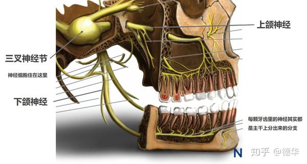 每颗牙齿都有不同的神经末梢