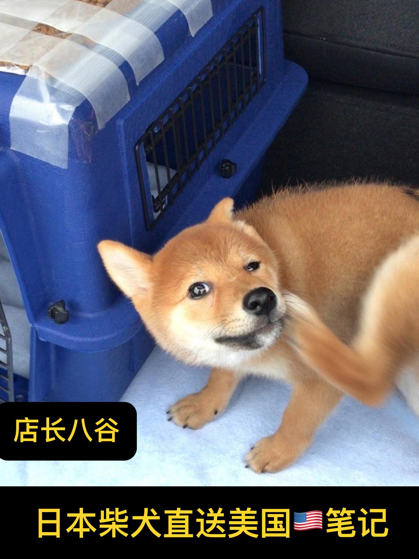 这次是美国旧金山的中国朋友在八谷家购买赤色小柴犬芋头(taro)一只
