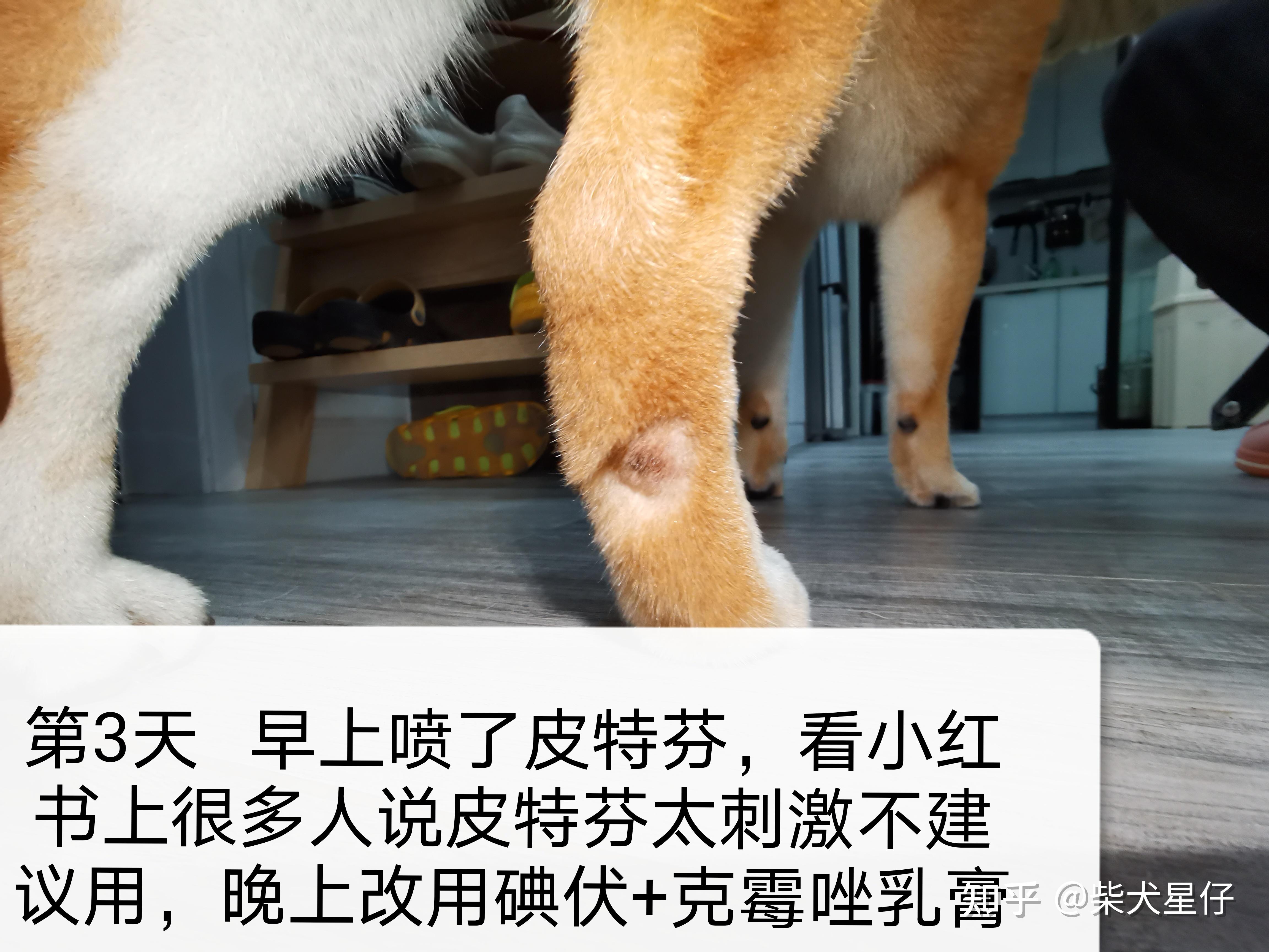 柴犬皮肤病?