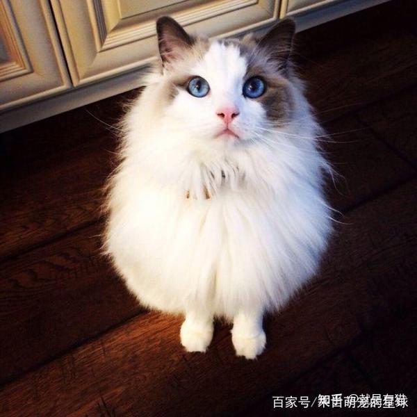 海双布偶猫多少钱一只海双布偶猫价格