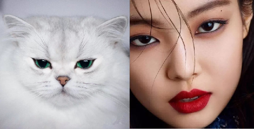 猫系少女jennie可奶可凶太迷人