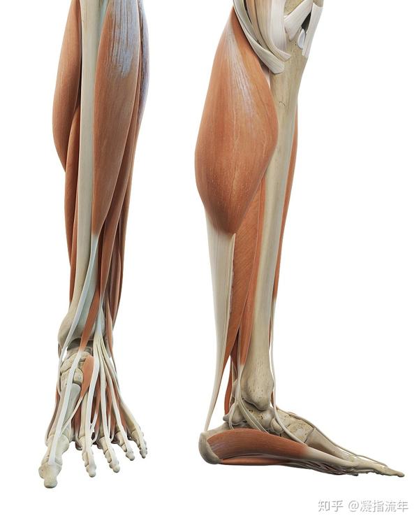 坚持学画:人体结构之肌肉部分——小腿和足