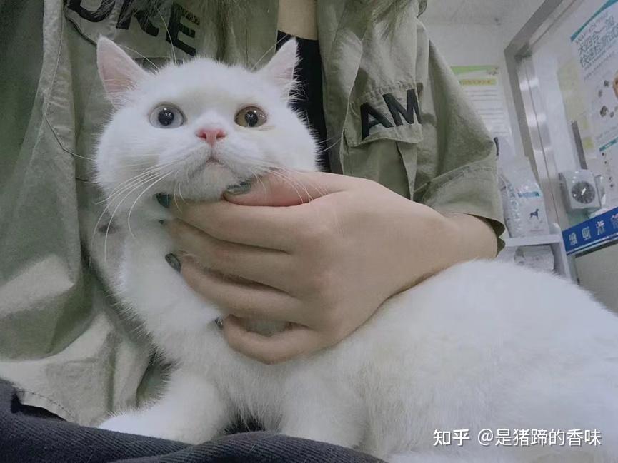 猫传腹(传染性腹膜炎(feline infectious peritonitis fip)