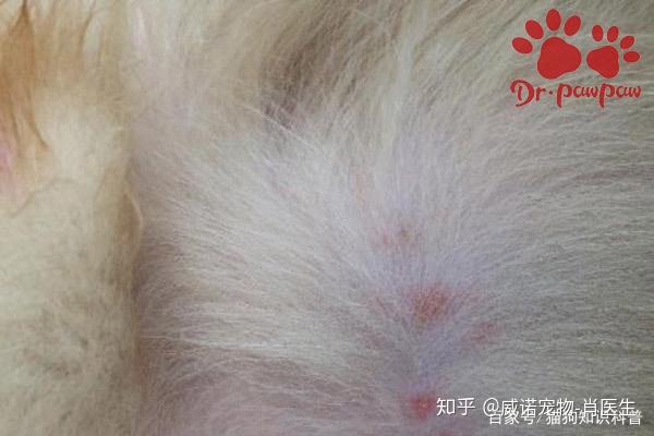 狗狗皮肤上有红点 寄生虫引起的皮肤病注意: 狗狗的皮肤病在治疗好了