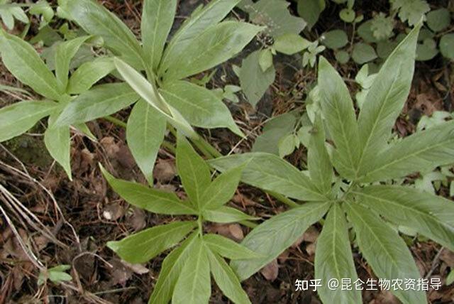 半夏黄叶死苗烂根防治用药"根小子"