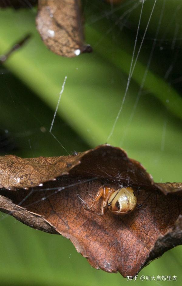 昆虫记借用自然凋落物建造伪装帐的球蛛