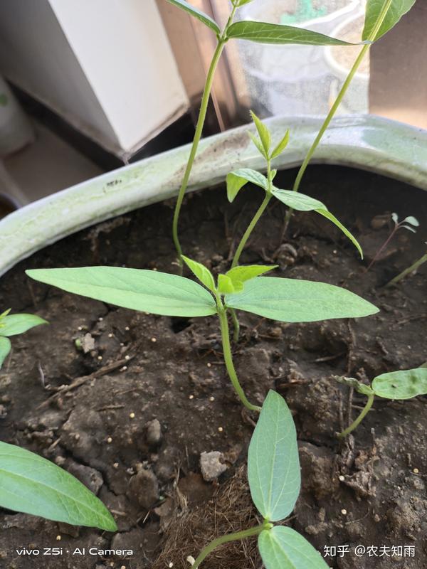 绿豆生长记录3