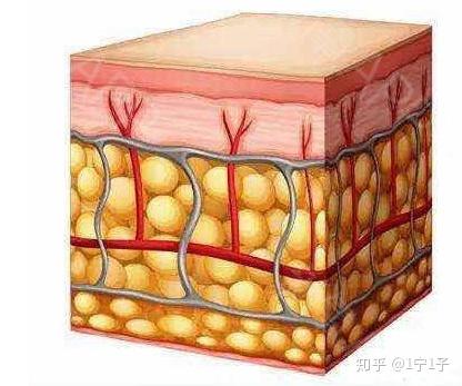 自体脂肪吸收快的原因是什么太惊人一定要看