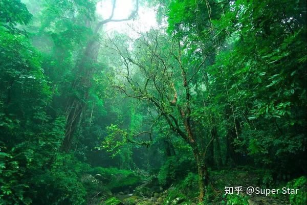 石灰山季雨林