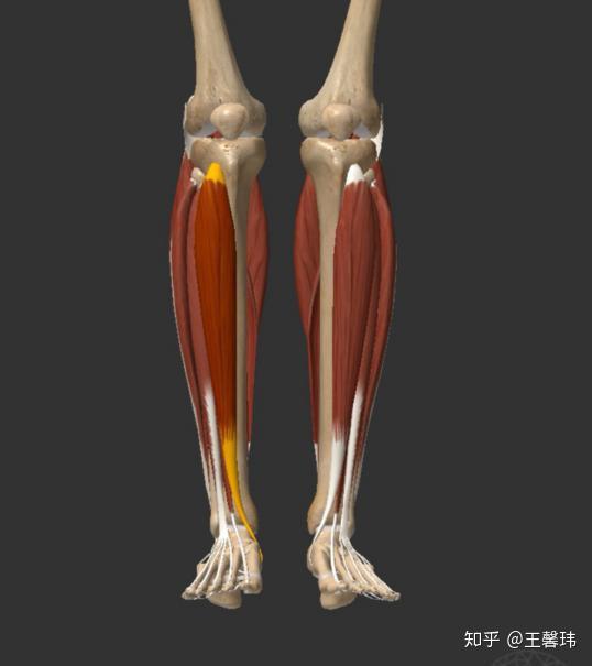 胫骨前肌作用是足背屈,使足内翻以及内收 如何判断胫骨前肌是否有力