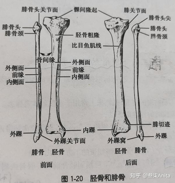 里胫外腓