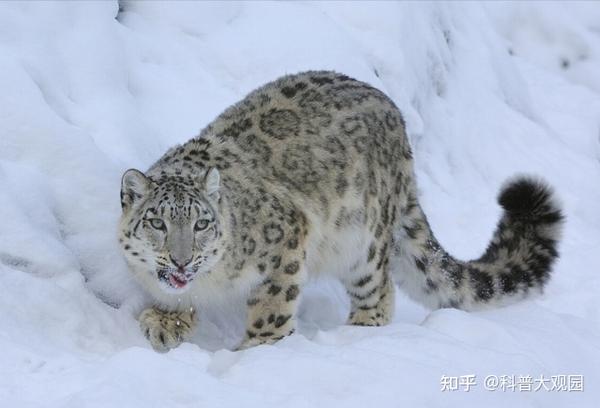 雪豹是一种大型猫科食肉动物和旗舰种.