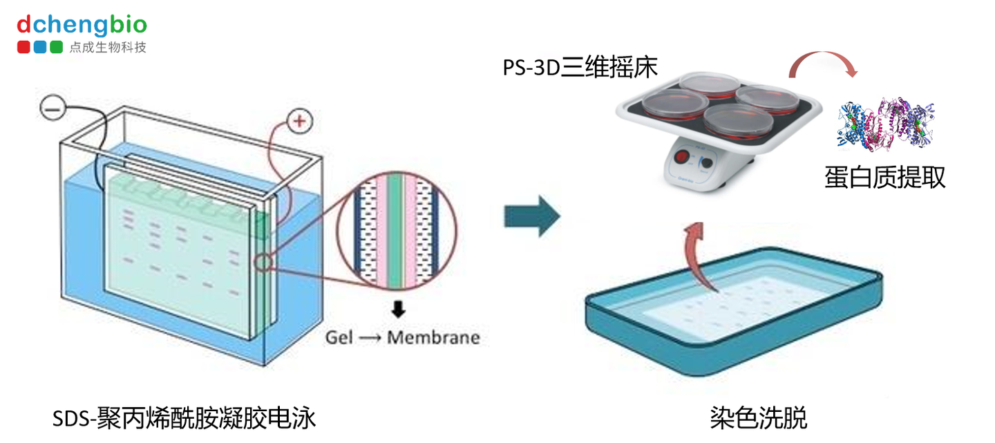 适用于sds聚丙烯酰胺凝胶电泳的三维洗脱摇床