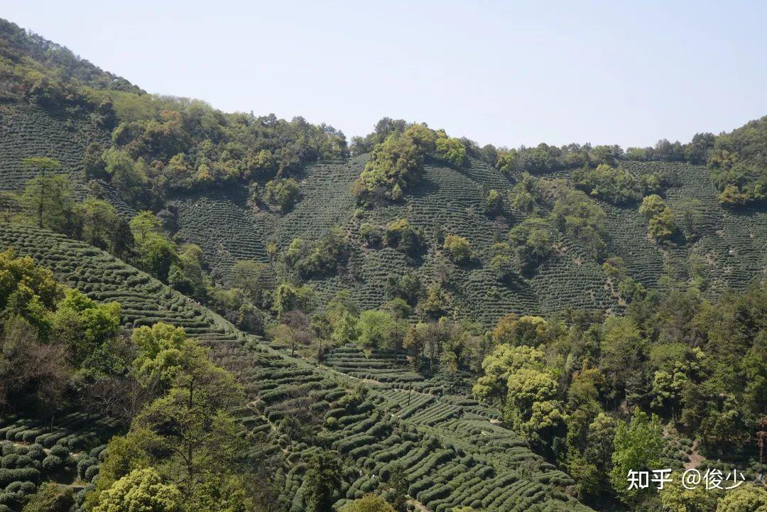 从狮峰山顶鸟瞰狮峰茶园和龙井村,西湖说到西湖龙井,其中的极品当属