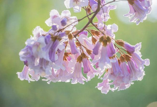 【二十四节气·清明】草长莺飞,生机勃勃 知乎