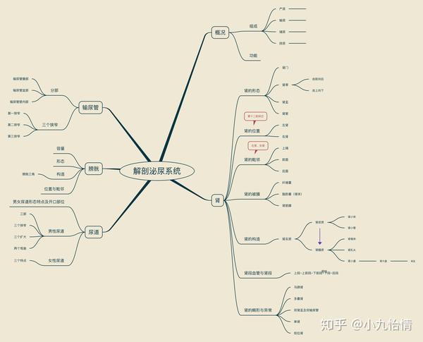 系统解剖学思维导图7内脏学泌尿系统