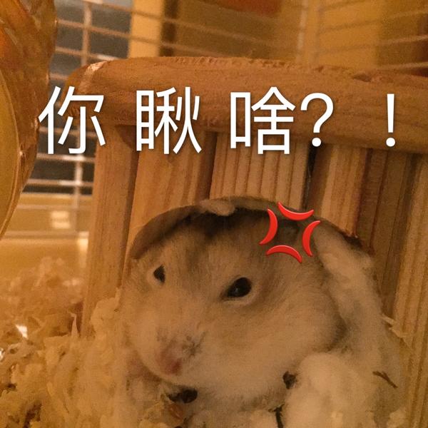 有哪些有意思的仓鼠图和仓鼠表情包?