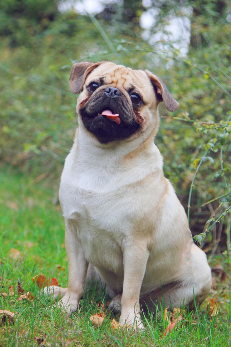 成年的八哥犬该如何喂食