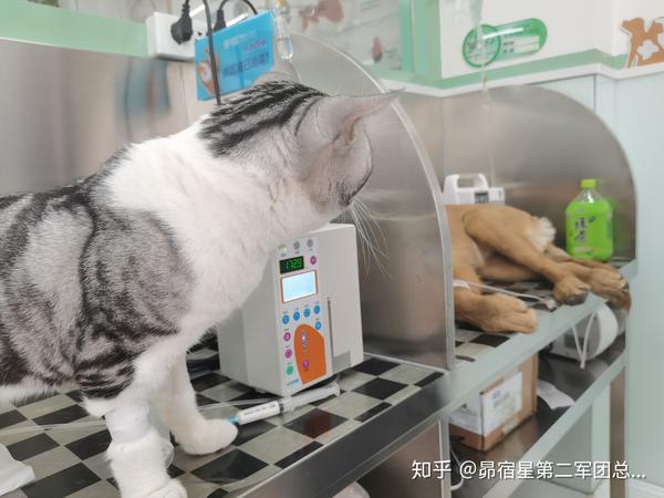 关于猫瘟的一点经历