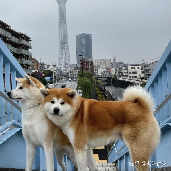 如何分辨柴犬与秋田犬?