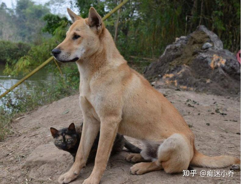 中华田园犬的我国本土的狗狗,从很久以前就开始与人类生活,看家护院