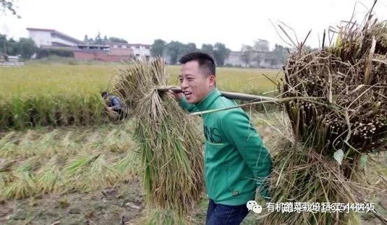 中国农业大危机年轻人不愿会种地未来粮食到底谁来提供