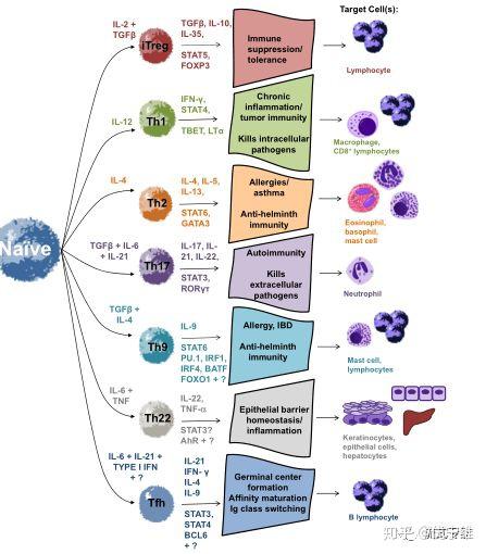 t淋巴细胞(t lymphocyte)简称t细胞,是由来源于骨髓的淋巴干细胞,在