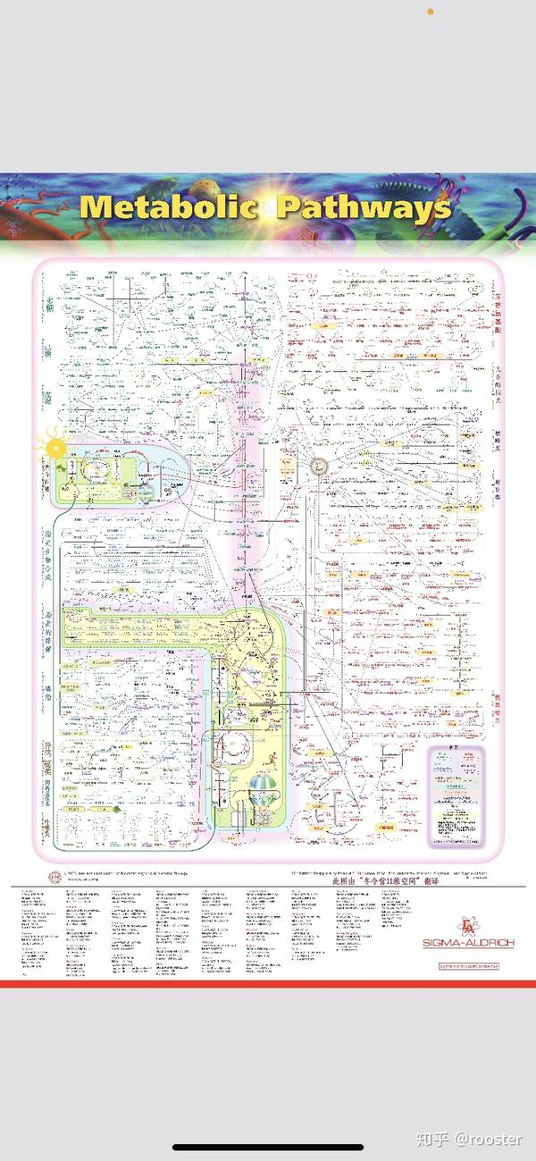 生化代谢总图.pdf