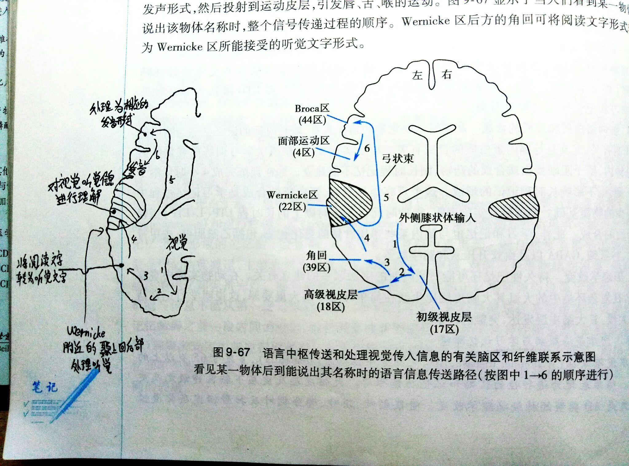 1.语言中枢 语言中枢所在的大脑半球称为优势半球.