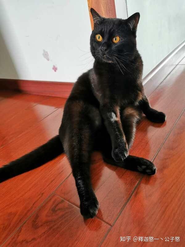 一只叫做幽灵的猫