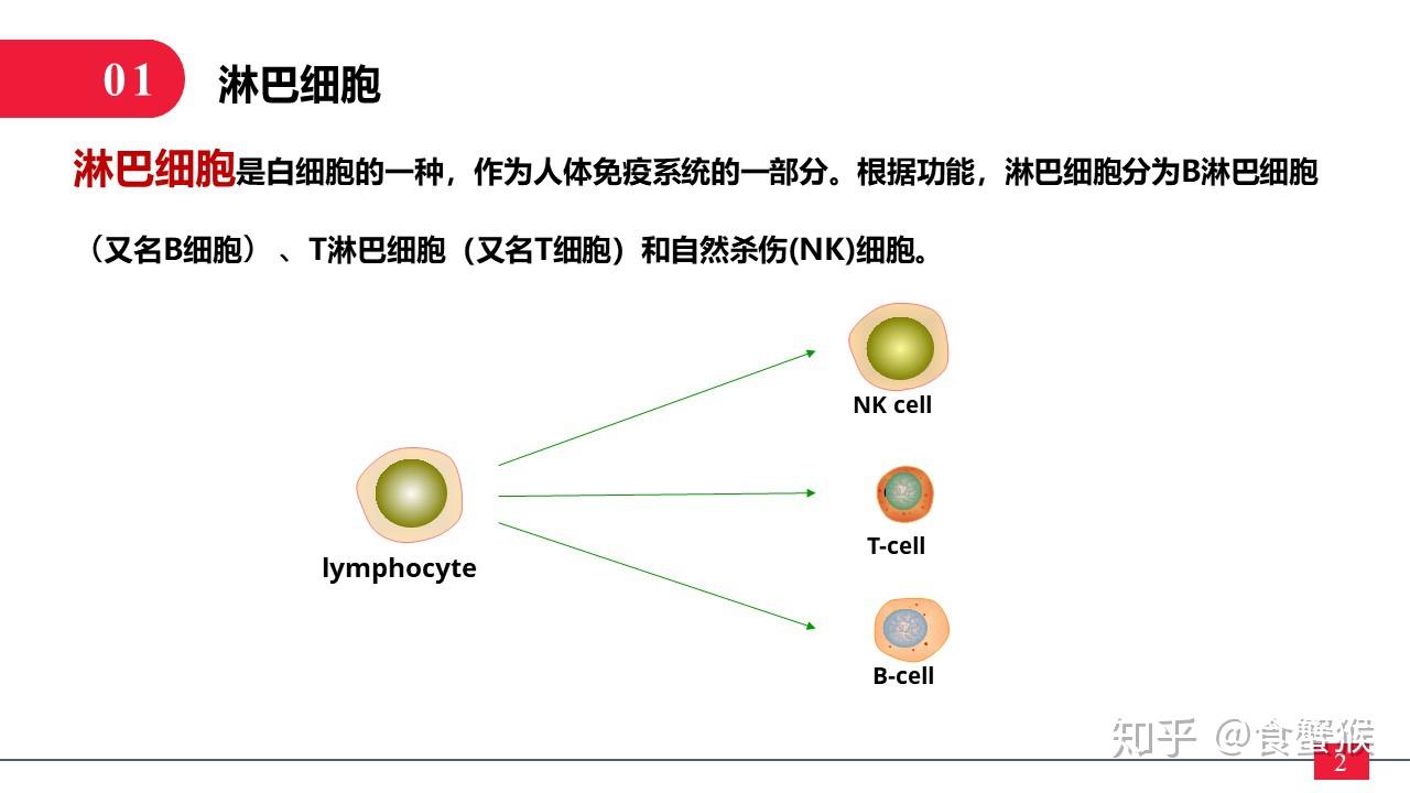 一分钟带你了解淋巴细胞