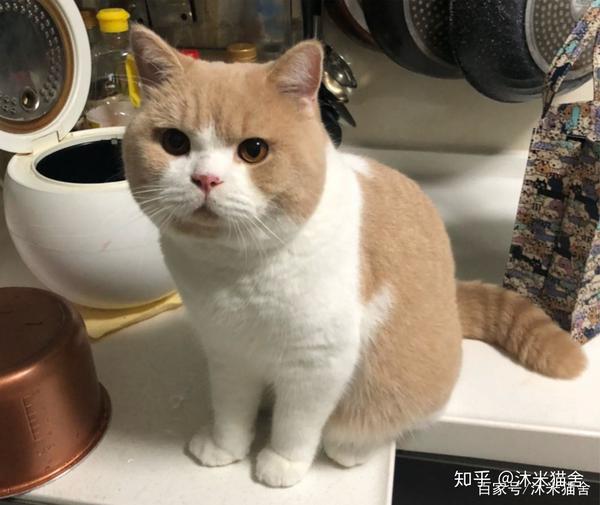 英短乳白色 沐米猫舍 小猫家长专访 jerry采访录|大脸猫养成记