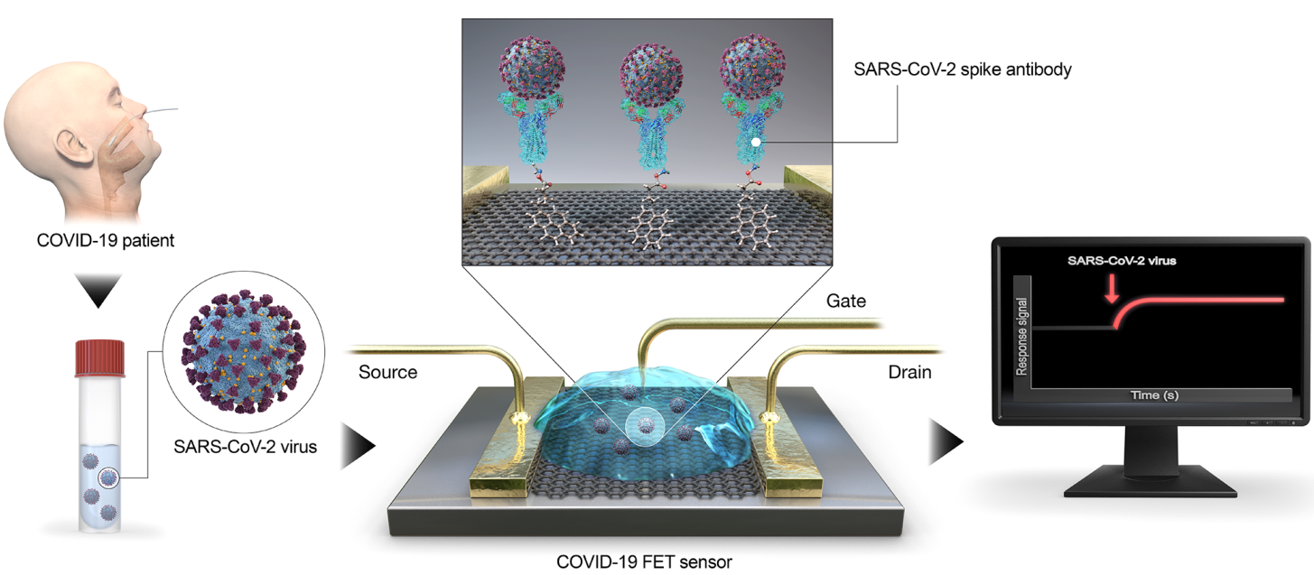 用于新冠检测的场效应晶体管生物传感器