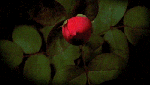 500_282gif 动态图 动图