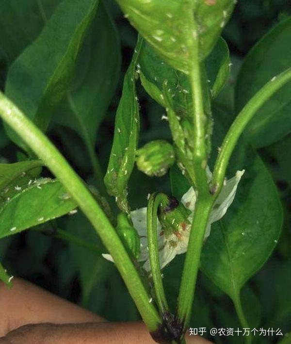 致菜农:辣椒"三虫三病"防治不到位,严重影响辣椒产量和品质