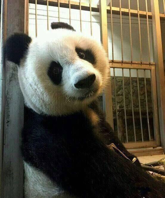 你有哪些收藏来反复看的大熊猫 (giant panda) 的图片