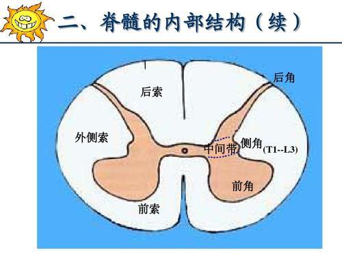 新型冠状病毒233乙肝疫苗脊髓灰质炎俗称小儿麻痹症